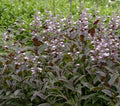 Penstemon Seeds, Perennial Bearded Tongue Dark Leaf Mix, Pollinator Attracting, Easy to Grow, 20 Seeds