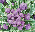 Heirloom Purple Sprouting Broccoli Seeds - Non-GMO, Brassica oleracea, Organic Gardening, Purple Vegetables, Vegetable Seeds
