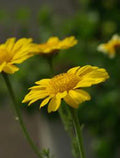 Garland Chrysanthemum Seeds, 50+ Count, Golden Yellow Blooms, Chrysanthemum morifolium, Garden Flower Seeds