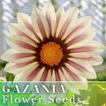 Gazania Seeds - 75+ Vanilla Charm Fragrant Non-GMO Flower Seeds for Gardens & Containers - Gazania rigens Annual