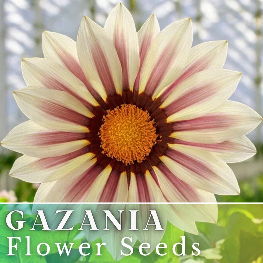 Gazania Seeds - 75+ Vanilla Charm Fragrant Non-GMO Flower Seeds for Gardens & Containers - Gazania rigens Annual