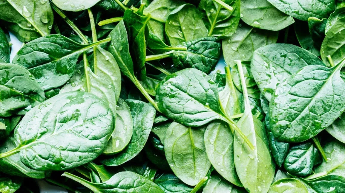 Spinach Seeds - 10 Pack Non-GMO Spinacia oleracea for Home Garden, Indoor & Outdoor Growing, Fast-Growing, Organic Greens