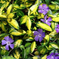 Periwinkle Plant Plug - Variegated Vinca Minor Ground Cover - Indoor/Outdoor Shrub - Vinca minor