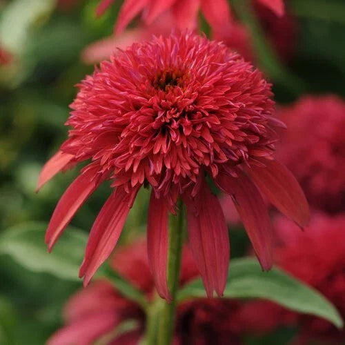 Cranberry Coneflower Seeds - Echinacea purpurea Perennial Flower Seeds for Vibrant Blooms, Butterfly & Bee Attractant, Drought-Tolerant, 50 Pack