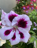Rare Purple Geranium Cuttings - Bright Purple & White Blooms - Geranium 'Rozanne' Perennial Plant, Clumping, Full Sun