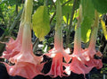 Pink Angel Trumpet Seeds - Brugmansia spp. Flower Seeds for Garden Planting, Pink Bloom, Fragrant, Easy to Grow, 10 Seeds