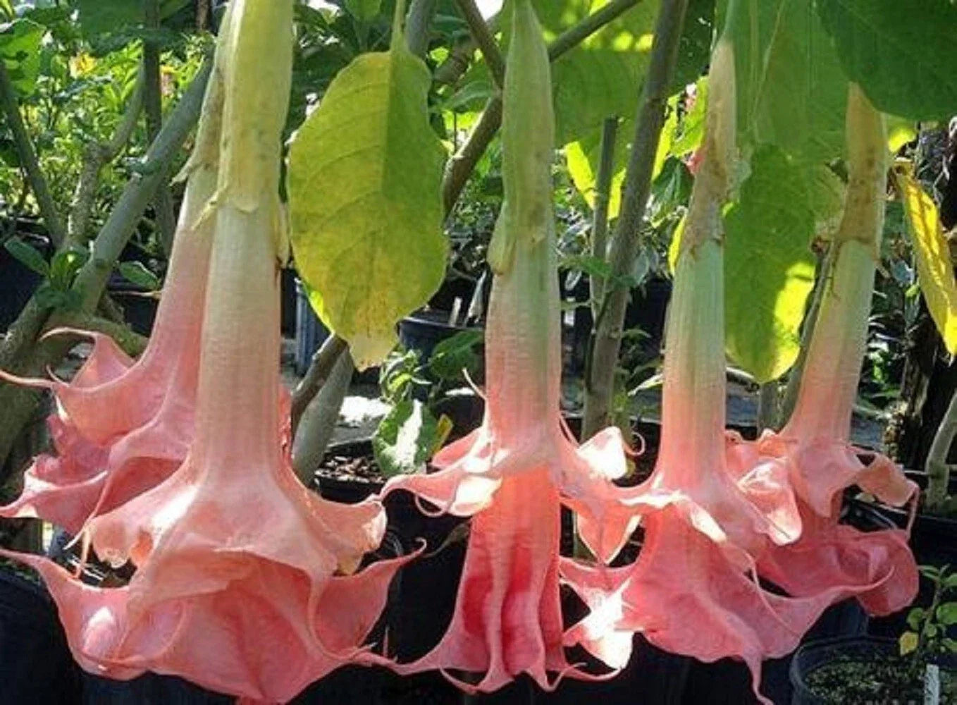 Pink Angel Trumpet Seeds - Brugmansia spp. Flower Seeds for Garden Planting, Pink Bloom, Fragrant, Easy to Grow, 10 Seeds