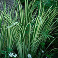Rooted Live Variegated Sweet Flag Plant - Aquatic Marginal Pond Plant Acorus gramineus 'Variegatus'