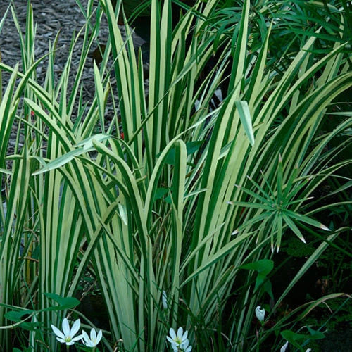 Rooted Live Variegated Sweet Flag Plant - Aquatic Marginal Pond Plant Acorus gramineus 'Variegatus'