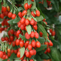 Goji Berry Tree Seeds - 10 Pack - Lycium barbarum - Exotic Fruit Plant for Garden, Pot, or Landscape