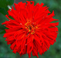 Red Giant Cactus Zinnia Seeds - 100+ Seeds, Vibrant Red Flowers, Easy to Grow, Zinnia elegans, Garden Bed & Container Plant