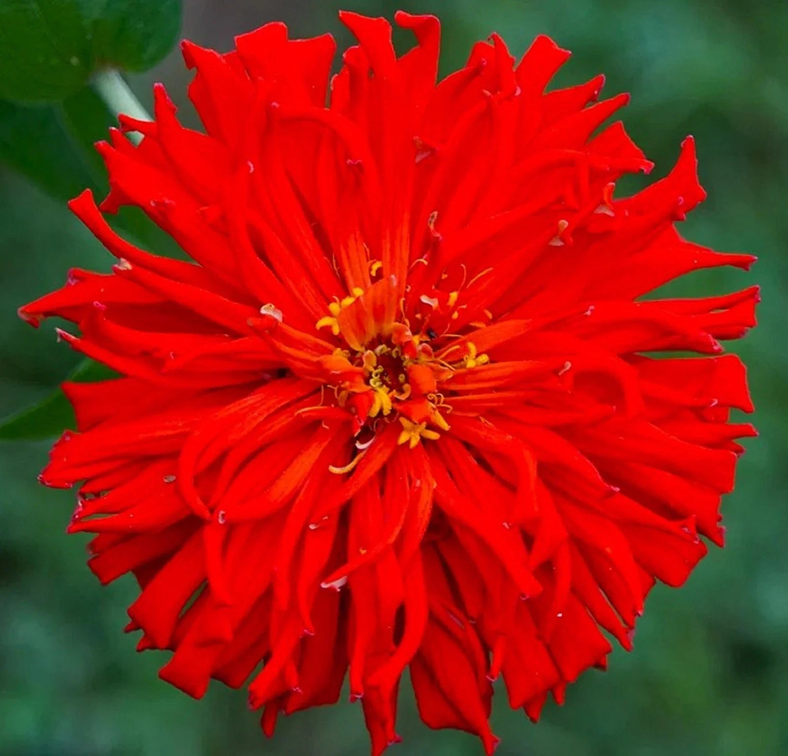 Red Giant Cactus Zinnia Seeds - 100+ Seeds, Vibrant Red Flowers, Easy to Grow, Zinnia elegans, Garden Bed & Container Plant