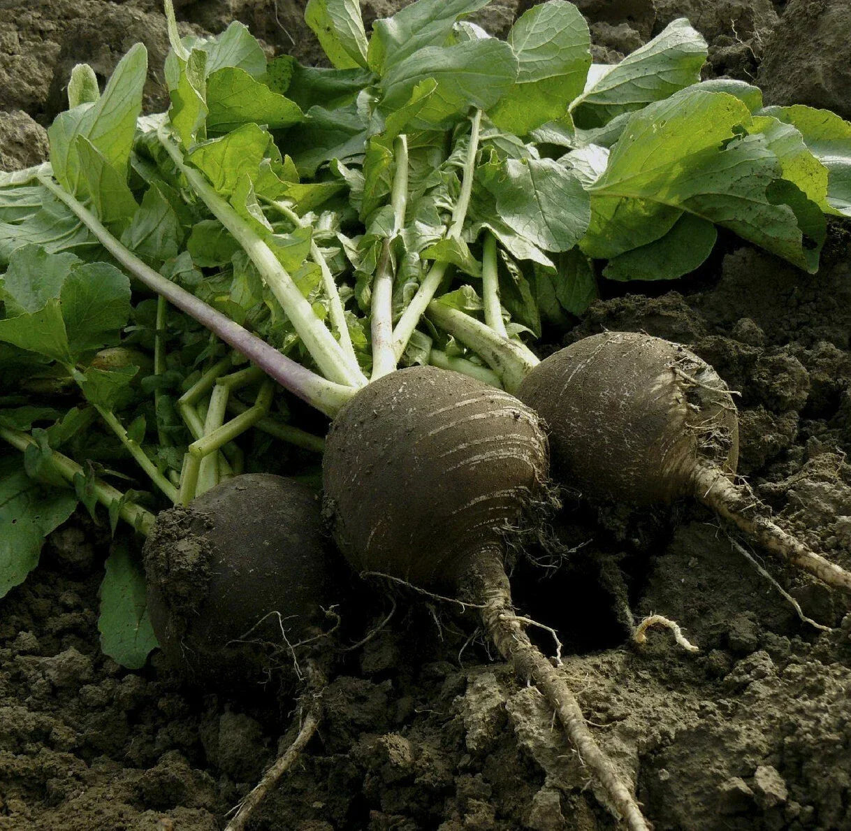 Black Spanish Round Radish Seeds – Raphanus Niger, Heirloom Winter Vegetable, Crisp Daikon Radish Seeds, Round Bulbous Roots, Non-GMO