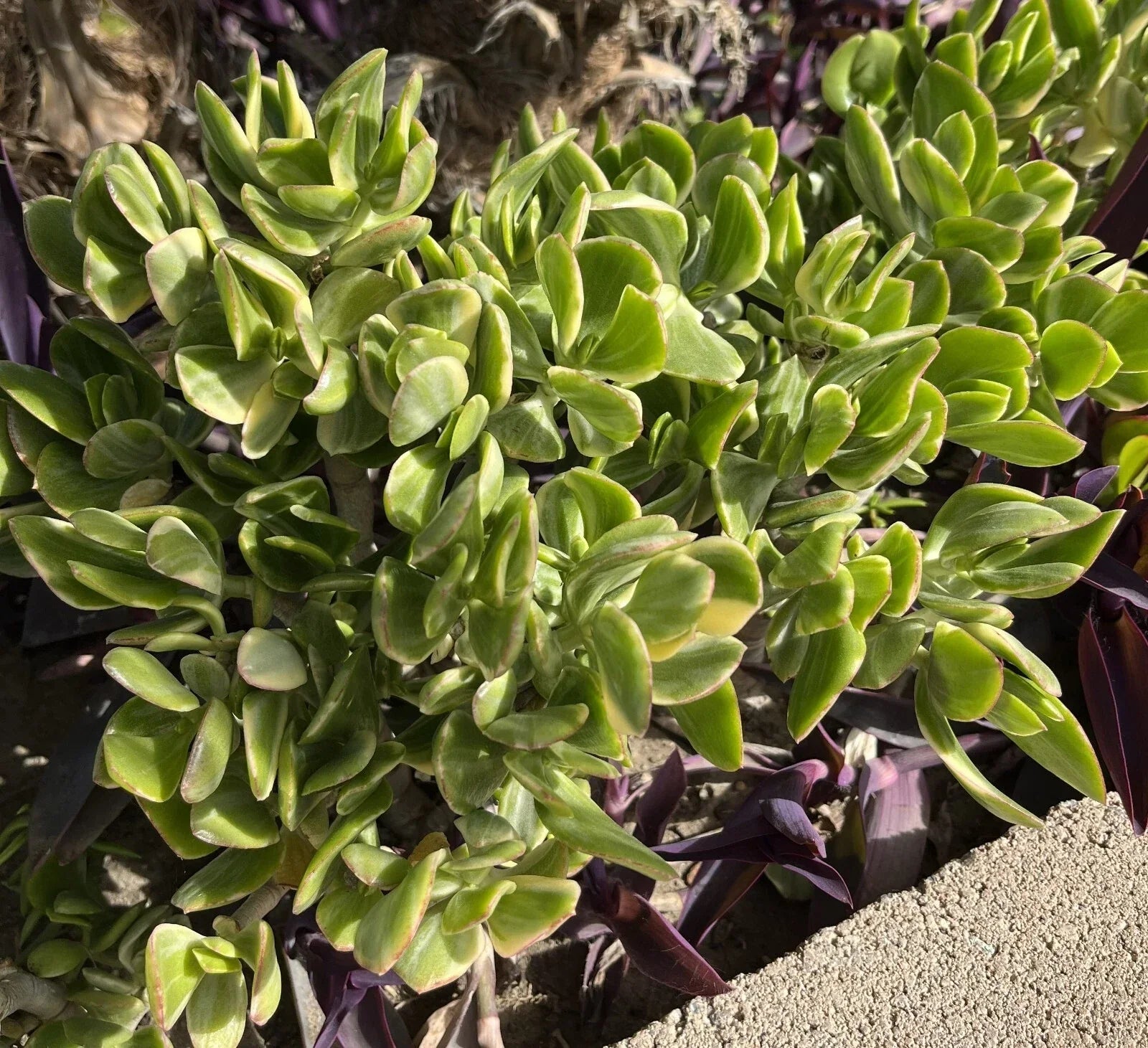 Crassula Ovata Variegated Jade Lemon Lime Tri-Color Succulent Cuttings - 5 Healthy Propagation Plants