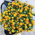 Organic Zanzibar Carthamus Seeds - 20 Pack, Annual, Vibrant Flowers, Carthamus tinctorius, USA Grown