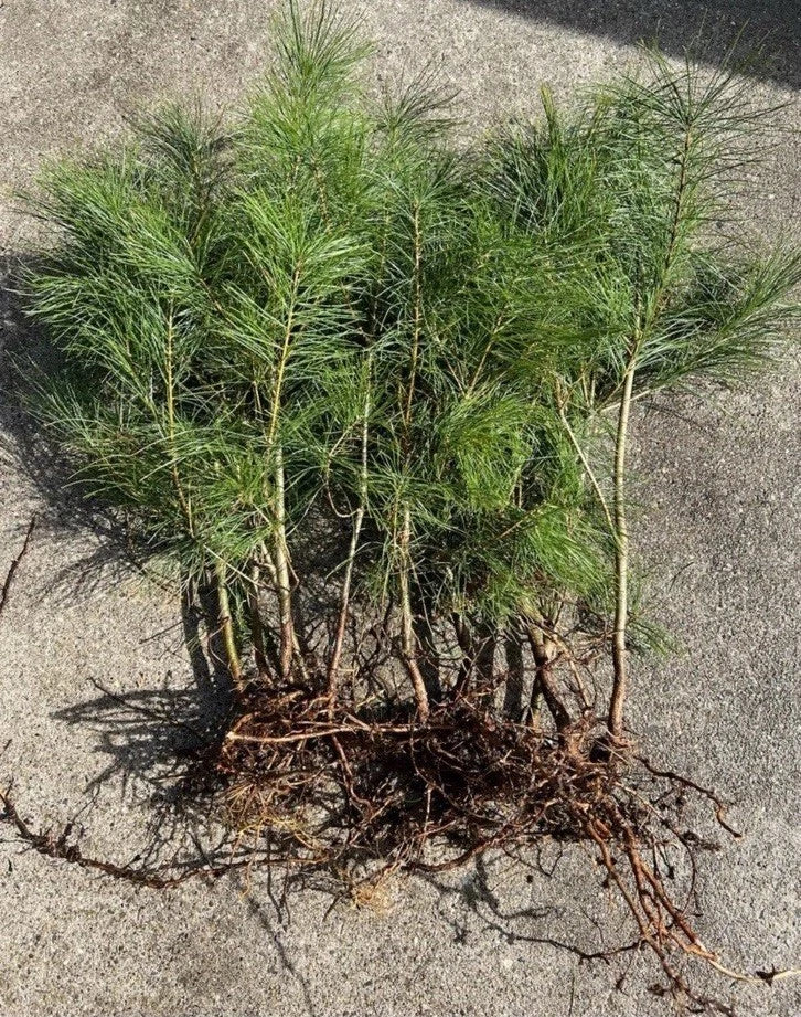 Loblolly Pine Tree Seedlings 5-10 Inches, Pinus taeda, Fast-Growing Native Tree for Reforestation & Landscaping, 10 Pack