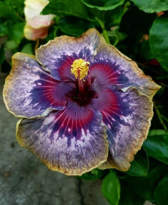 Hibiscus Seeds - Perennial Flower Seeds with Purple, Yellow, Pink Blooms - Hibiscus rosa-sinensis, 20 Pack