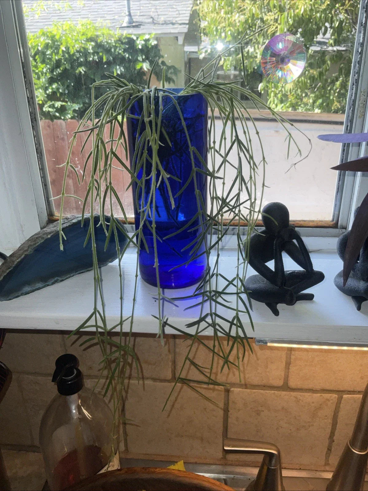 Hoya Linearis Cuttings - 3" Rooted Plant in Pot - Trailing Houseplant - Easy Care Indoor Greenery - Unique Hoya Variety