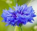Cornflower Seeds 300+ Count Blue Dwarf Bachelor Button Centaurea cyanus for Gardens & Cutflowers