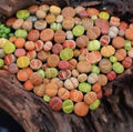 Lithops Living Stones - 10 Pc Bare Root Succulent Plants - Unique Desert Plants - Lithops spp.
