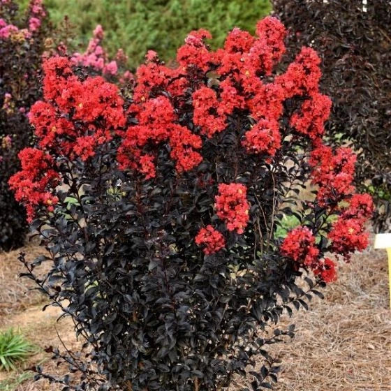 Sunset Magic Cape Myrtle Seeds – Lagerstroemia indica Perennial Flower Seeds – Pink & Purple Blooms for Gardens, Borders, Landscaping