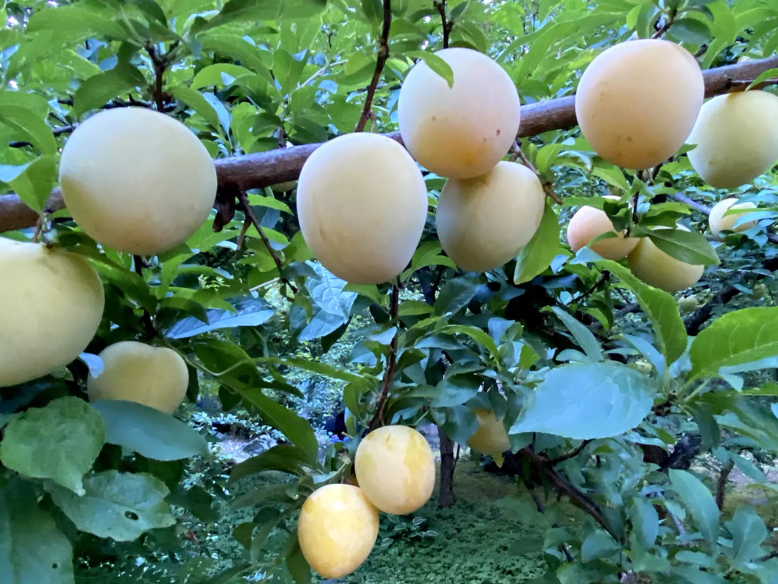 Japanese Yellow Plum Cuttings - 4 Edible Fruit Propagation Cuttings - Prunus salicina - Large, Juicy, Yellow Fruits