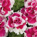 Double Pink White Petunia Seeds, Petunia x hybrida, Flower Seeds for Containers & Borders, US Seller