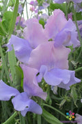 Glynne Collins Sweet Pea Seeds - 50+ Fragrant Flower Seeds for Garden Climbing Vines - Lathyrus odoratus