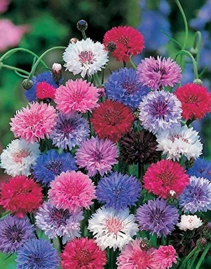 Dwarf Mix Bachelor's Button Seeds - 50 Annual Flower Seeds - Centaurea cyanus - Easy to Grow, Pollinator Attracting, Full Sun