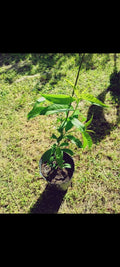 Peach Live Plant - Prunus Persica - Fruit-Bearing Tree for Garden & Landscape - Healthy, Easy Care