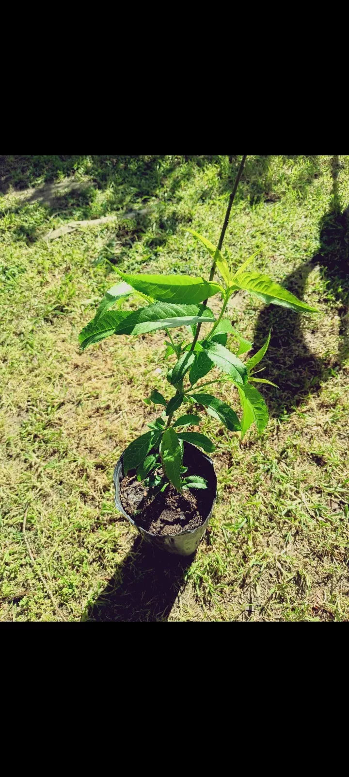 Peach Live Plant - Prunus Persica - Fruit-Bearing Tree for Garden & Landscape - Healthy, Easy Care