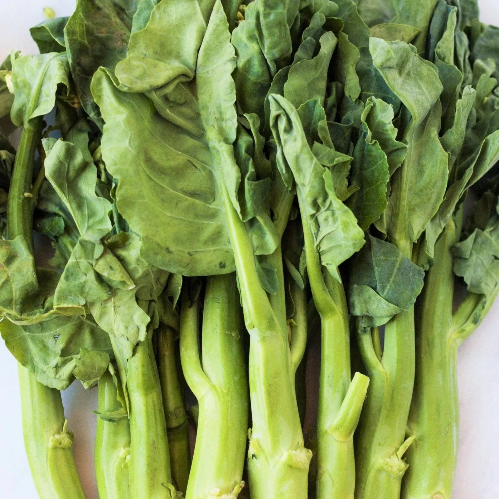 Chinese Broccoli Seeds 500+ Count for Home Garden, Gai Lan Brassica oleracea var. alboglabra, Easy to Grow