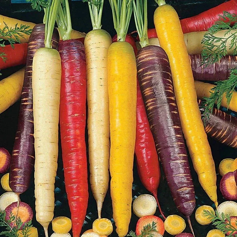 Rainbow Carrot Seeds Mix - Heirloom, Non-GMO, Colorful Blend for Home Garden, Over 100 Seeds, Daucus carota
