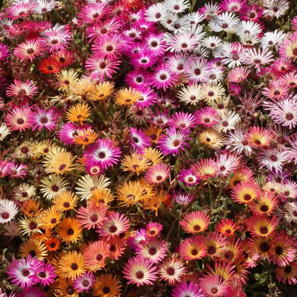 Ice Plant Mix Seeds - Livingstone Daisy - Drought-Tolerant Ground Cover - Mesembryanthemum crystallinum