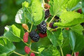 Red Mulberry Tree Bare Root 12-24in Morus rubra Edible Fruit Live Tree for Garden and Landscape