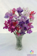 Bicolour Sweet Pea Seeds - 50+ Pack, Lathyrus odoratus, Garden Climbing Plant, Fragrant Blooms, USA