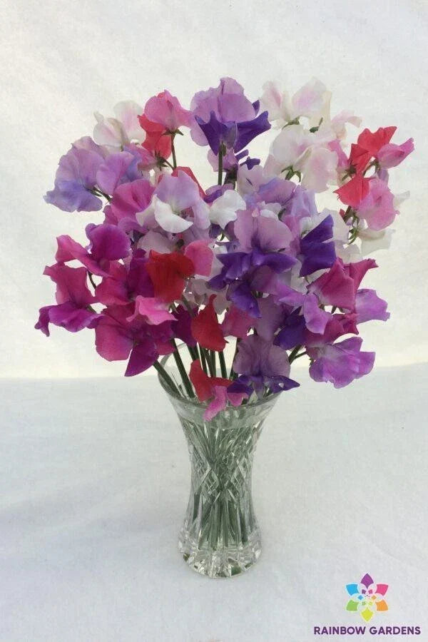 Bicolour Sweet Pea Seeds - 50+ Pack, Lathyrus odoratus, Garden Climbing Plant, Fragrant Blooms, USA