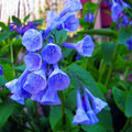 Virginia Bluebell Root Systems - 12 Pack, Bell-Shaped Flowers, Convallaria majalis, Perennial Garden Plants