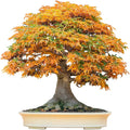 Bonsai Tree Seeds - Trident Maple Acer buergerianum 30+ Seeds for Bonsai Cultivation Indoor Outdoor