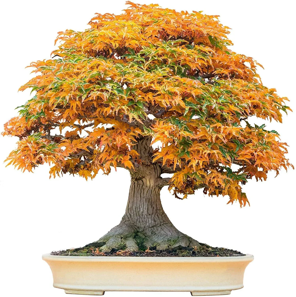 Bonsai Tree Seeds - Trident Maple Acer buergerianum 30+ Seeds for Bonsai Cultivation Indoor Outdoor