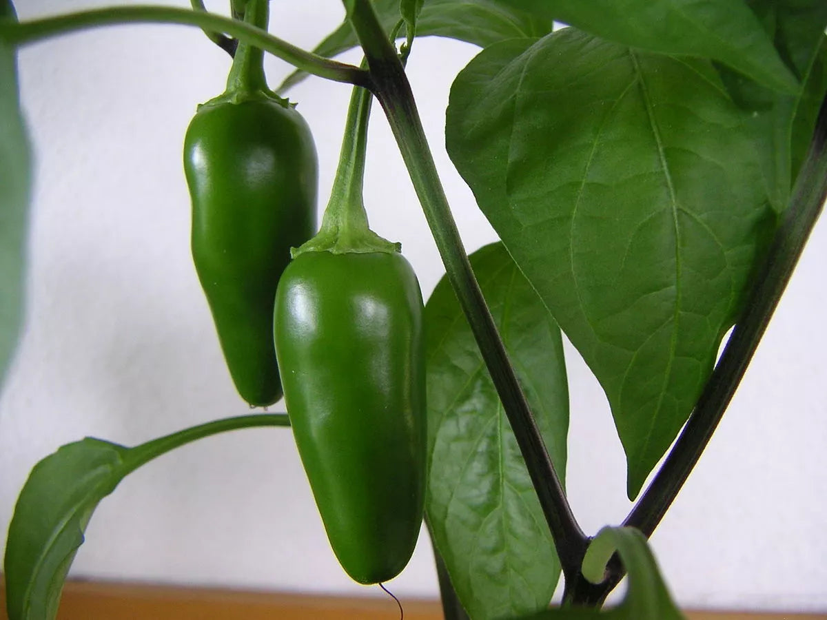 Jalapeno Pepper Seeds - 300 Non-GMO Capsicum annuum Vegetable Seeds for Spicy Cuisine, Home Garden, Free Shipping