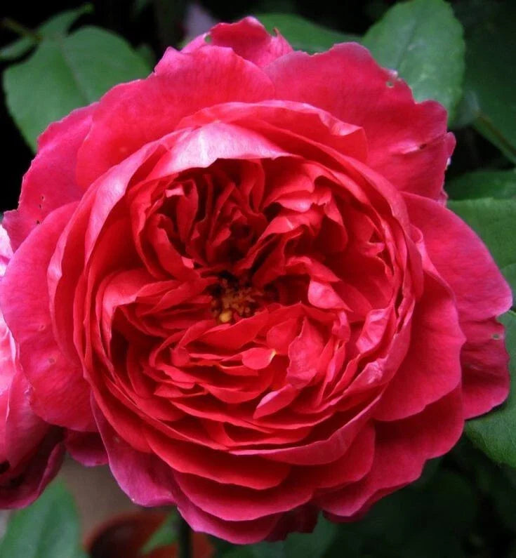 Benjamin Britten Rose Cuttings - 4 Live Shrub Plant Cuttings - David Austin Rosa 'Benjamin Britten'
