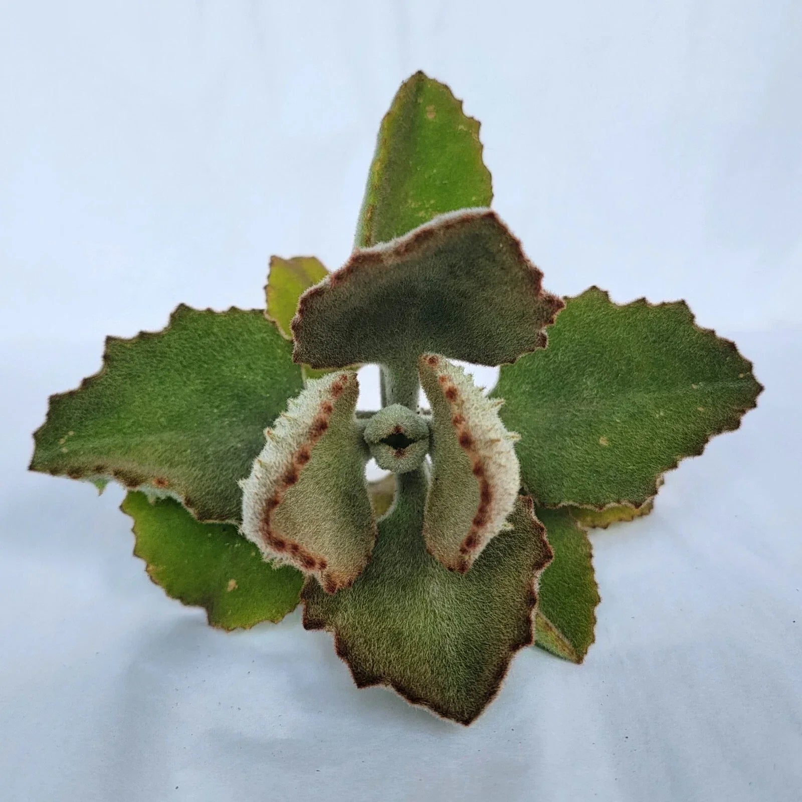 Kalanchoe beharensis Fang Cutting - Succulent Propagation Plant for Indoor & Outdoor Gardening