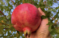 Organic Salavatski Pomegranate Unrooted Cuttings - 6 Fresh 6-Inch Long, Edible Fruit, Garden Plant, Punica granatum 'Salavatski'