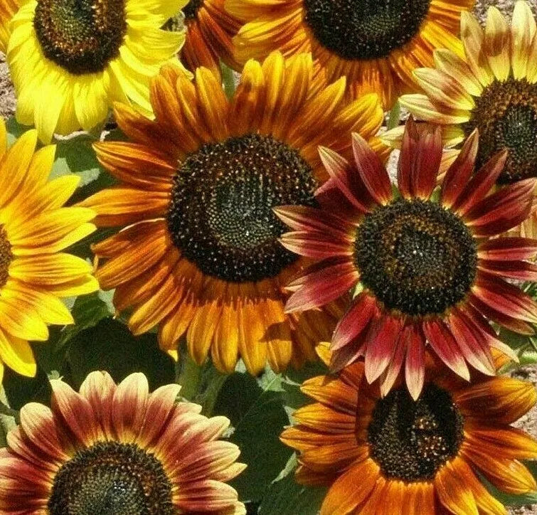 Mardi Gras Sunflower Seeds 30+ Pack, Helianthus annuus, Vibrant Mix for Bees & Butterflies, Annual Garden Flowers