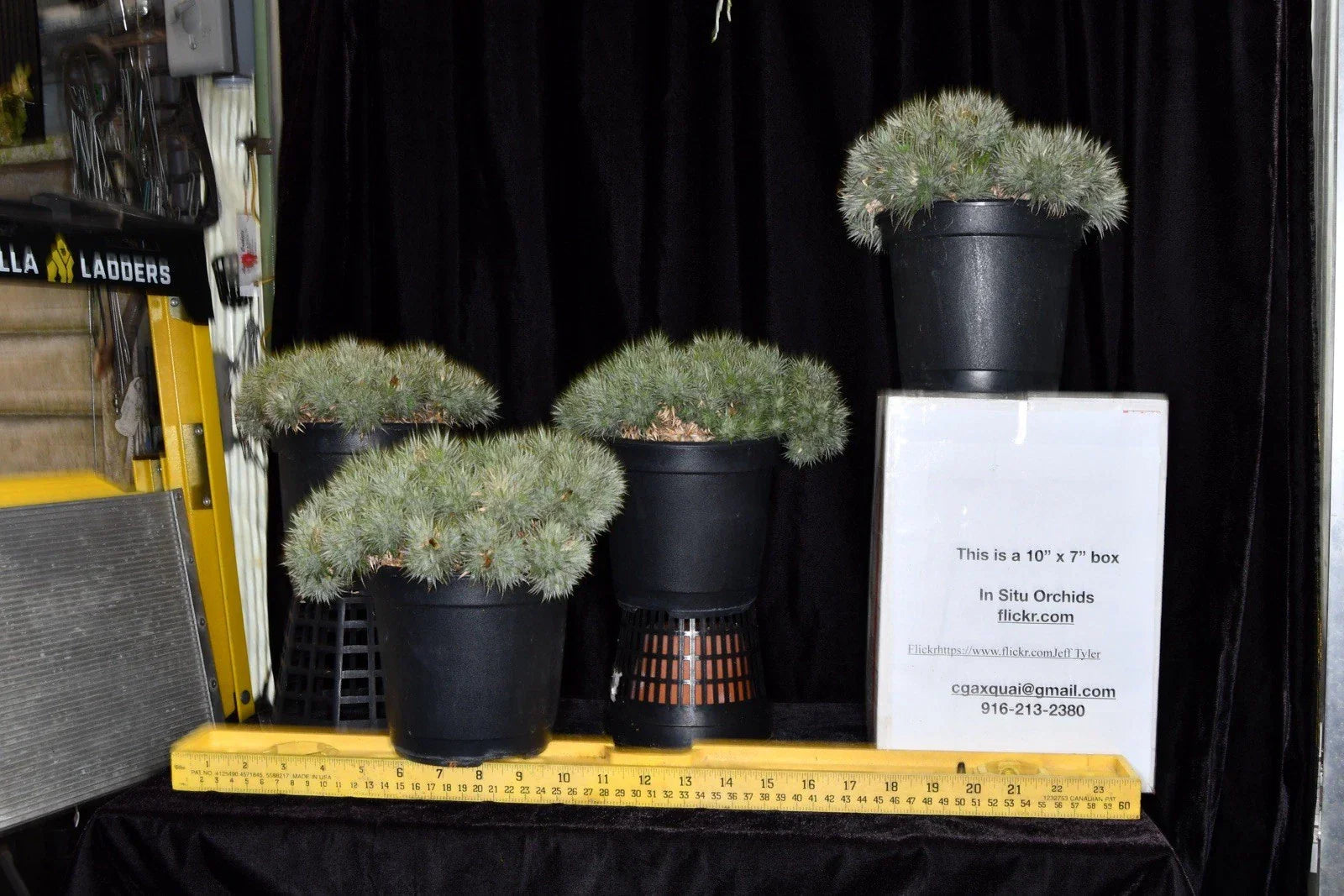 Deuterocohnia brevifolia Plant - Hardy Small Succulent for Indoor and Outdoor Gardens
