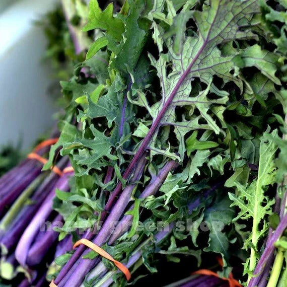 Red Russian Kale Seeds – Organic Non-GMO 500 Count for Microgreens & Gardening – Brassica oleracea