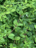 Unrooted Honeysuckle Cuttings - 6 Lonicera japonica Vines, 4-6 Inches, Fragrant, Fast-Growing, Garden Propagation