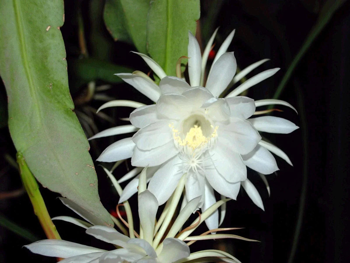 Epiphyllum Oxypetalum - Queen of the Night Orchid Cactus Live Plant