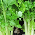 Golden Celery Seeds - Non-GMO Heirloom Seeds for Growing Apium graveolens in Garden or Containers